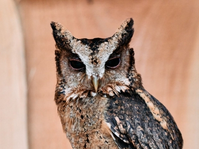 Indische dwergooruil - De Zonnegloed - Dierenpark - Dieren opvangcentrum - Sanctuary